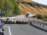 Albums/20060200-New Zealand 2006/20060317-Cook/4